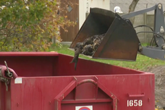 Dánsko vybije celou tamní mnohamilionovou populaci norků