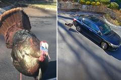 Vzteklý krocan uvěznil muže v autě. Útočil na vůz a proháněl samici