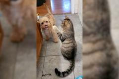 Štěně si kvůli agresivní kočce zavolalo většího parťáka. Video je virálním hitem