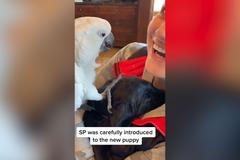 Miluji tě. Papoušek přivítal štěně nejdojemnějším způsobem, z videa je virální hit