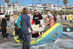 Surfující koza je hvězdou moře. Pomáhá dětem překonat strach z vody