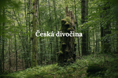 Česká divočina