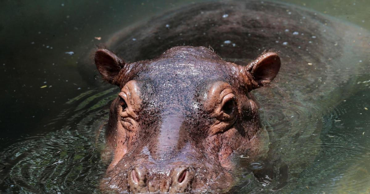 Syn indického magnáta chce z Kolumbie převzít 80 hrochů, jimž hrozí utracení