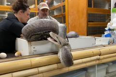 Nejraději by mi urvala hlavu. Útok hada na zkušeného krotitele je hitem