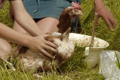 Děti byly v šoku, vidět klecový chov je skličující, říkají filmaři o záchraně slepic