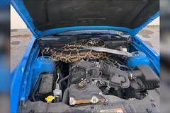 Třímetrová krajta pod kapotou. Řidiče na hada u motoru upozornila kontrolka