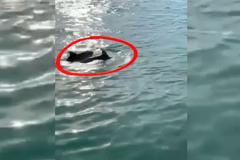 Do centra italských Benátek doplul párek delfínů. Tentokrát se nejedná o fake newsDo centra italskýc