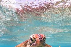 Vítězné snímky ze soutěže Comedy Wildlife Photography Awards 2020