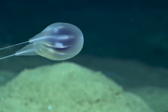 Vědci prozkoumali nový druh žebernatky pouze pomocí kamery