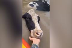 Australské záplavy: Ve vodě uvázla i řada hospodářských zvířat