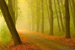 Alej roku 2014 - Naučná stezka park Budoucnost - Vlkovsko