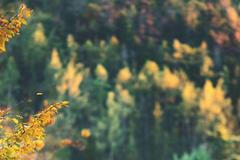 Blondýna točí, jak jsou Češi na kolenou. Kdo je Putinova Darja?