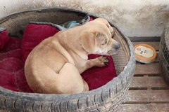 Muž adoptoval přes 200 psů. Žijí v pelíšcích z pneumatik