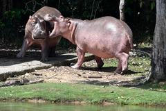 Escobarovi kokainoví hroši