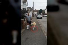 Pes ze soucitu k nemocnému páníčkovi kulhá