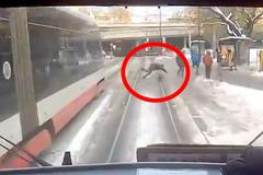 Děsivý moment. Chodci přebíhali před jedoucí tramvají, poslední zakopl o sníh