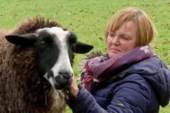 Cítíte se osaměle v lockdownu? Zkuste objímat ovci