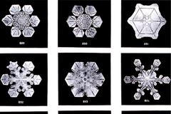 Sněhové vločky, jak je vyfotografoval Wilson "Snowflake" Bentley