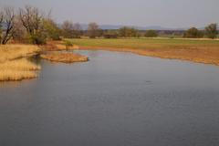 Dřepčík ČSO, Ptačí park Kosteliska