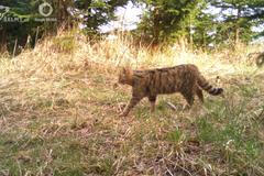 Kočka divoká Dobříšsko