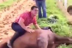 Za jízdu na mrtvém koni roční zákaz. Tahle legrácka vyšla žokeje draho