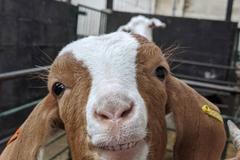 Kozí hovory. Kreativní nápad už majitelce vynesl přes milion a půl