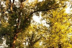 Svárovská alej - Alej roku 2020 2