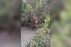 Naháč v krokodýlích vodách. Muž byl na útěku před spravedlností, zachránili ho rybáři