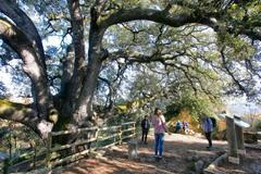 Evropský strom roku - kandidáti - Španělsko