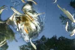 World press photo 2010 - 1. cena Příroda (jednotlivci)