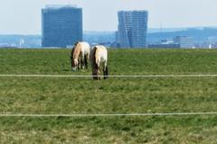 Koně na Dívčích hradech