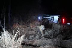 Zatoulaný sibiřský tygr vyděsil obyvatele čínské vesnice, jednu ženu napadl