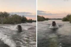 Šokované turisty na lodi pronásledoval hroch