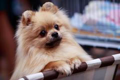 Pes, trpasličí špic, pomeranian, ilustrační foto