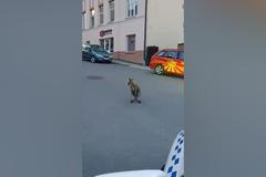 Po Táboře skáče ztracený klokan. Strážníci ho marně nahánějí