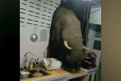 Hladový slon se proboural zdí rovnou do kuchyně, aby ukradl pytel rýže