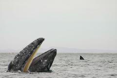 plejtvákovec šedý