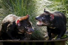 Trvalo to tři tisíce let. Ve volné přírodě se opět narodili tasmánští čerti