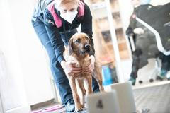 Detekční psi na covid-19