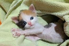 Když kočka Lulu přišla do útulku, byla vyhublá, začervená a plná blech.