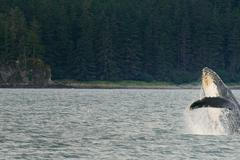 Rok, který změnil Zemi