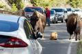 Mládě bizona si vybralo netradiční místo na odpočinek. Zastavilo tím dopravu v Yellowstonském parku