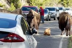 Mládě bizona si vybralo netradiční místo na odpočinek. Zastavilo tím dopravu v Yellowstonském parku