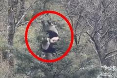 Roztomilost stranou. Dvě pandy se kvůli páření rvaly na stromě tři hodiny