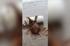 „Jsi úžasná máma.“ Chobotnice se na pláži snažila o nevídanou věc