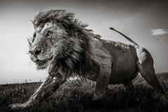 Nejlepší fotografie krajin a přírody ze soutěže Sony World Photography Awards 2021