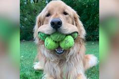 K zbláznění miluje tenisáky. Do tlamy jich schová klidně šest