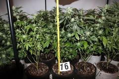 konopí pěstírna Šumperk