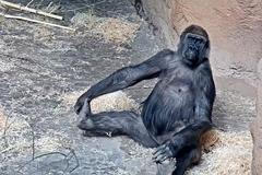 Gorilí samice Bikira na archivních záběrech ze srpna 2019, kdy jí bylo 24 let