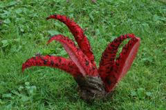 Houby české mykologické společnosti